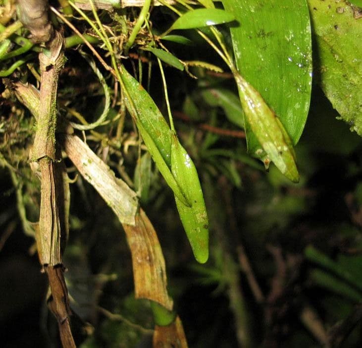 Orchidea cappuccio ceroso