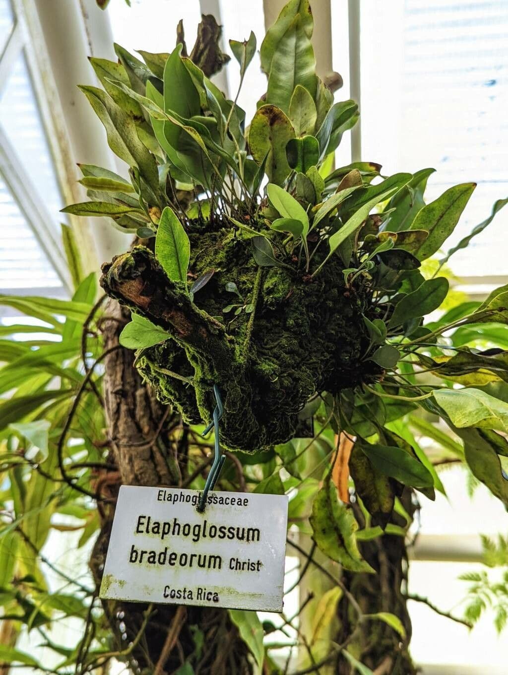 Elaphoglossum prossimo