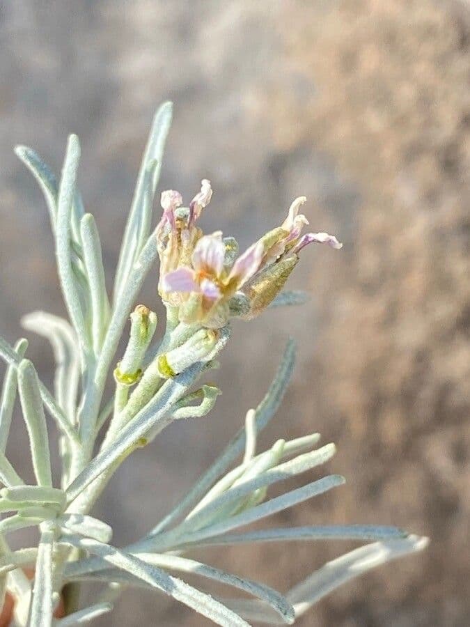 Parolinia 4