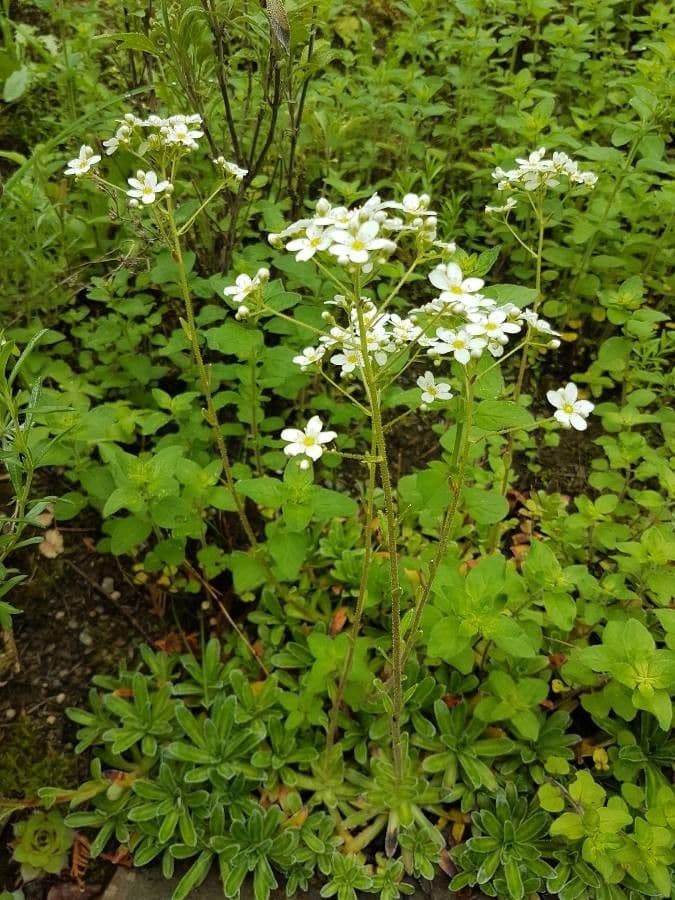 Saxifraga hostii 6