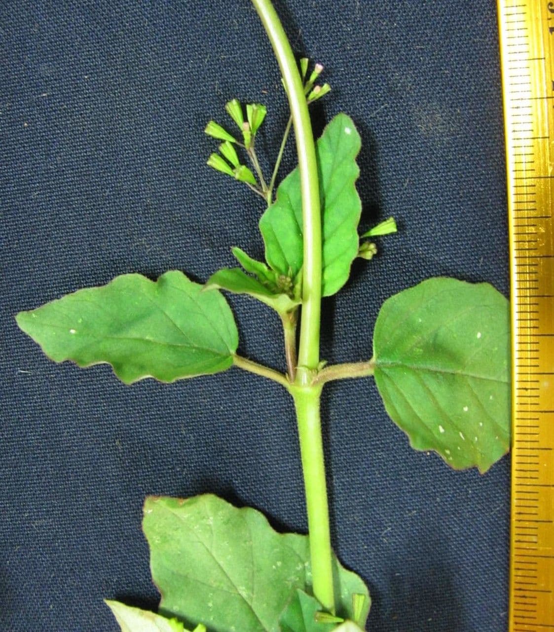 Boerhavia erecta 29