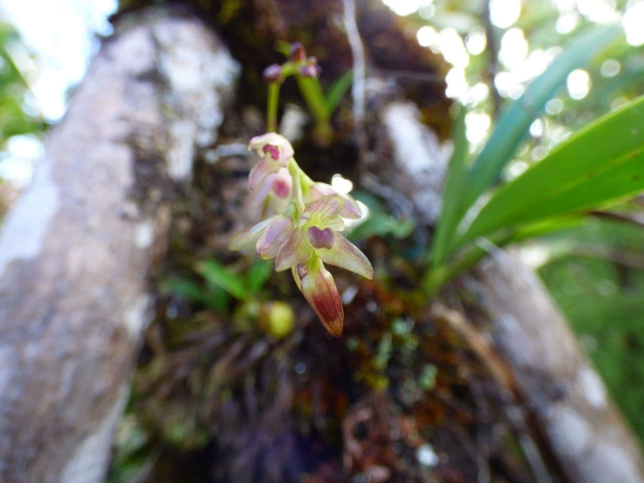 Bulbophyllum 4