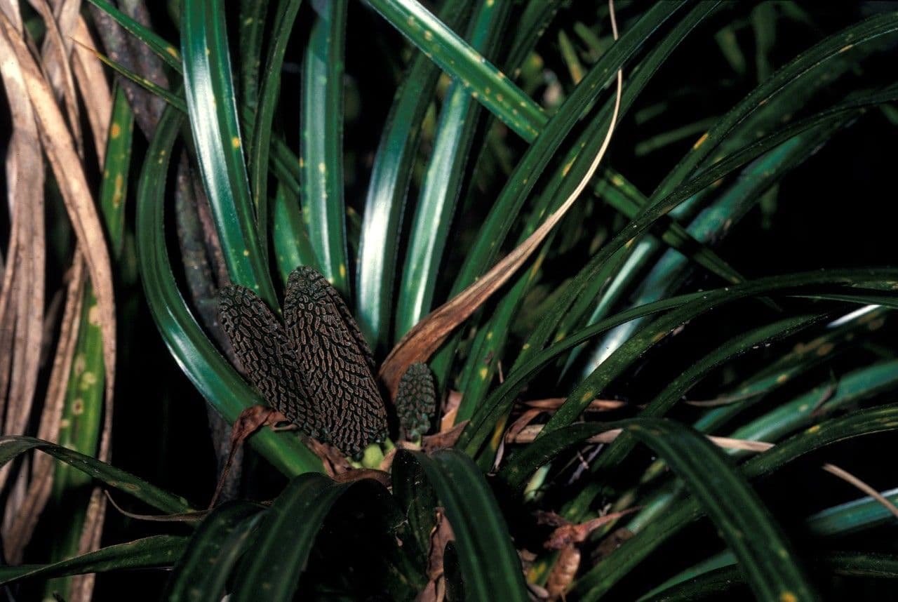 Freycinetia