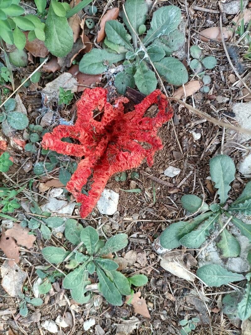 Hydnora 11