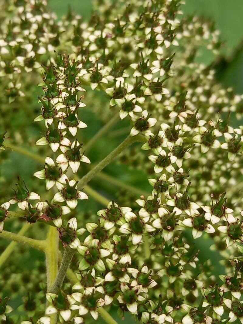 Rodgersia
