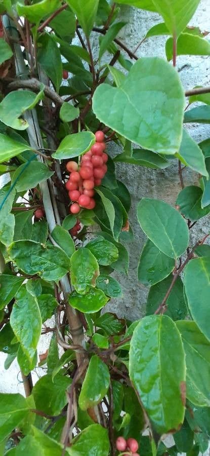 Schisandra chinensis 3