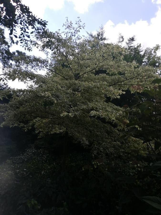 Dřín obrovský 17