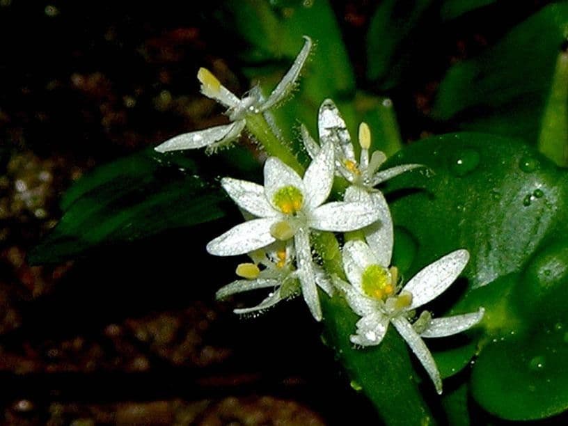 Heteranthera 5