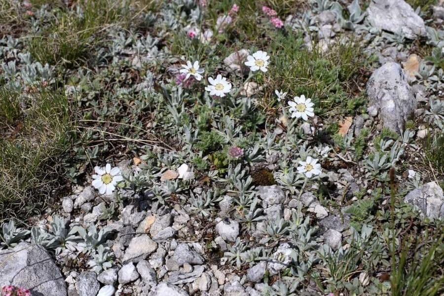 Achillea 8