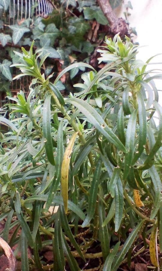 Iberis ciliata 12