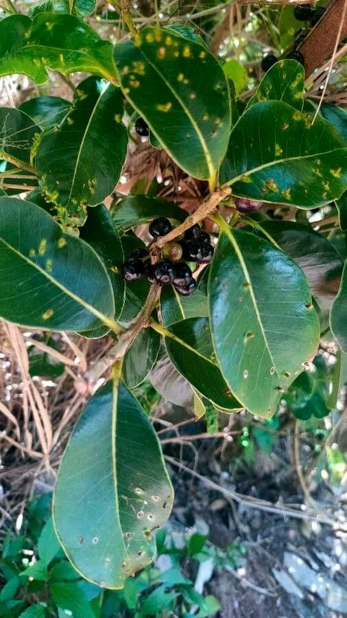 Sideroxylon 7