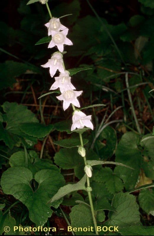 Campanula 22