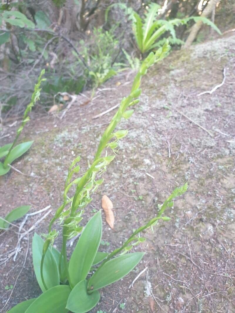 Habenaria 2