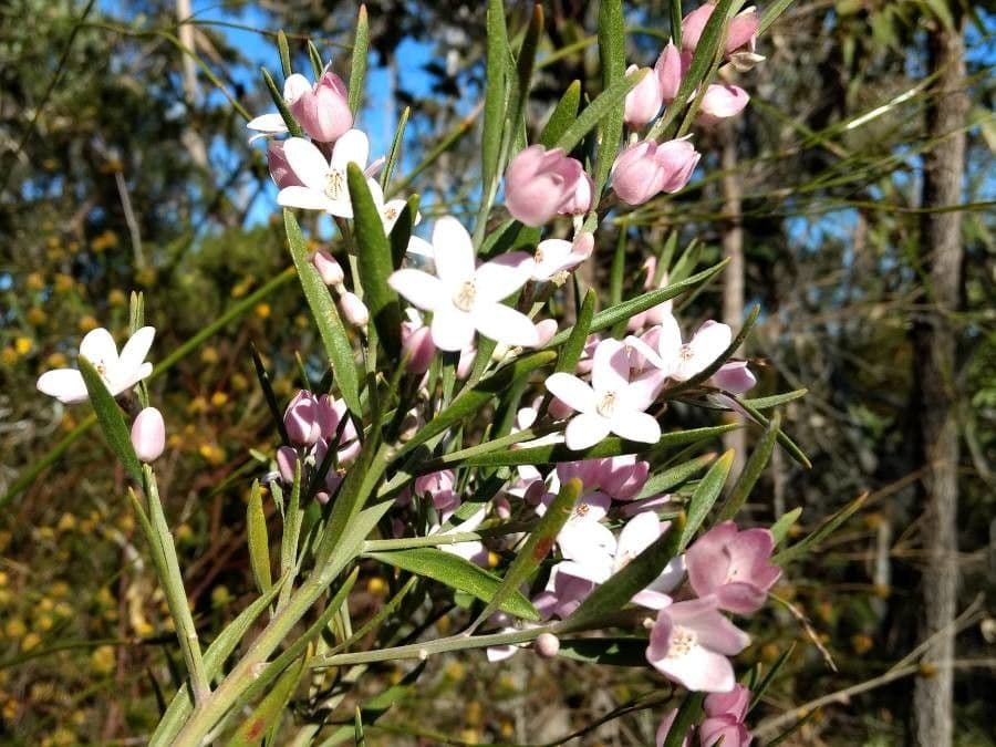 Eriostemon australasius 2