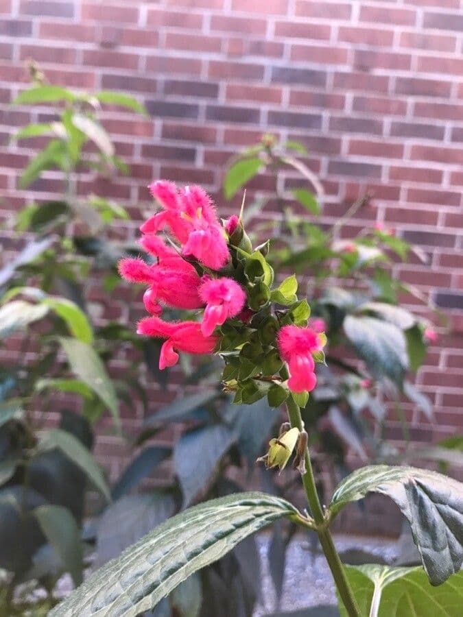 Salvia 5
