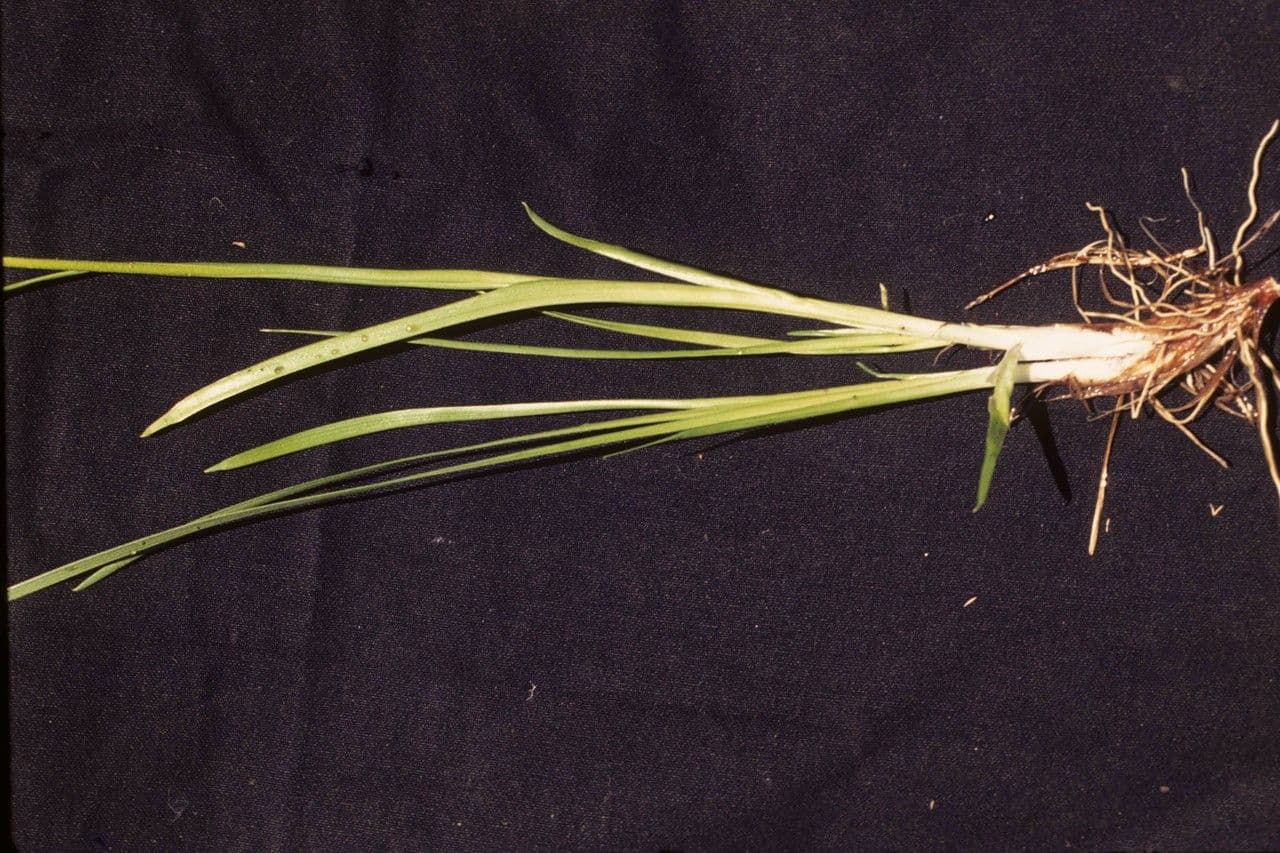 Asperula lepivá 7
