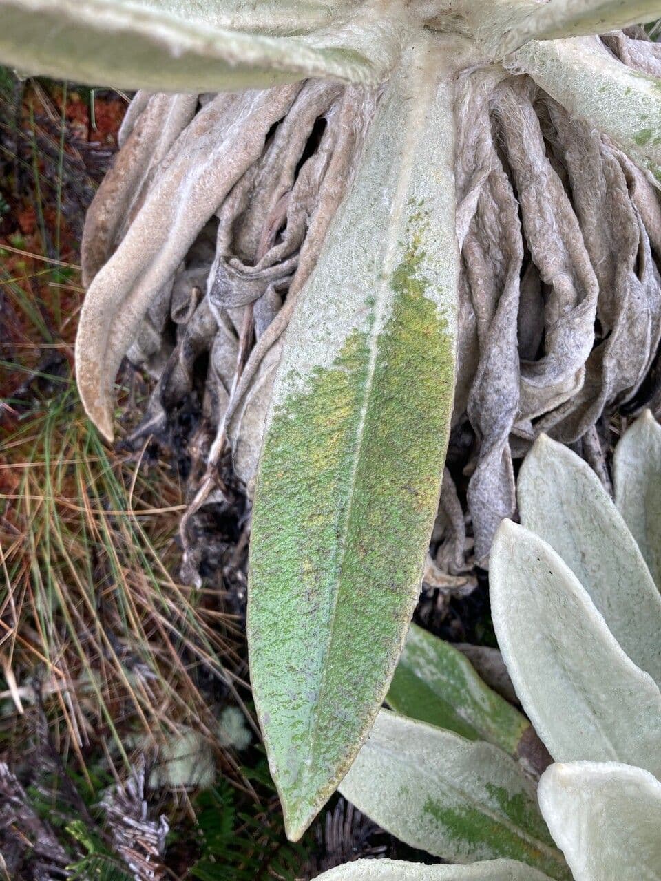 Espeletia 11