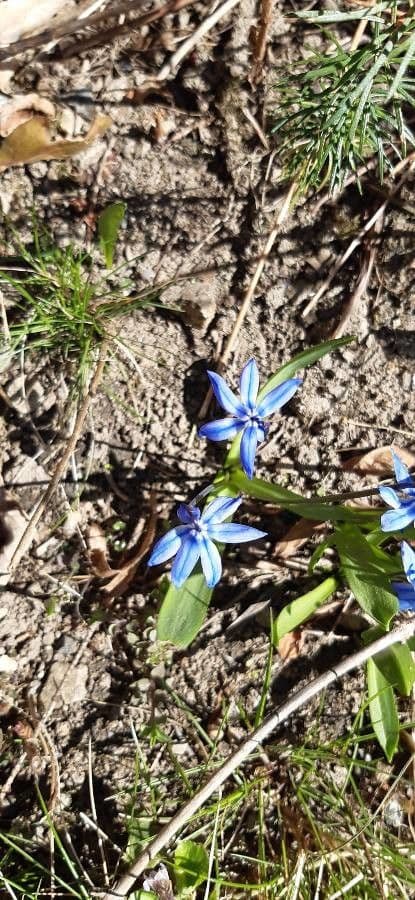Scilla silvestre 4