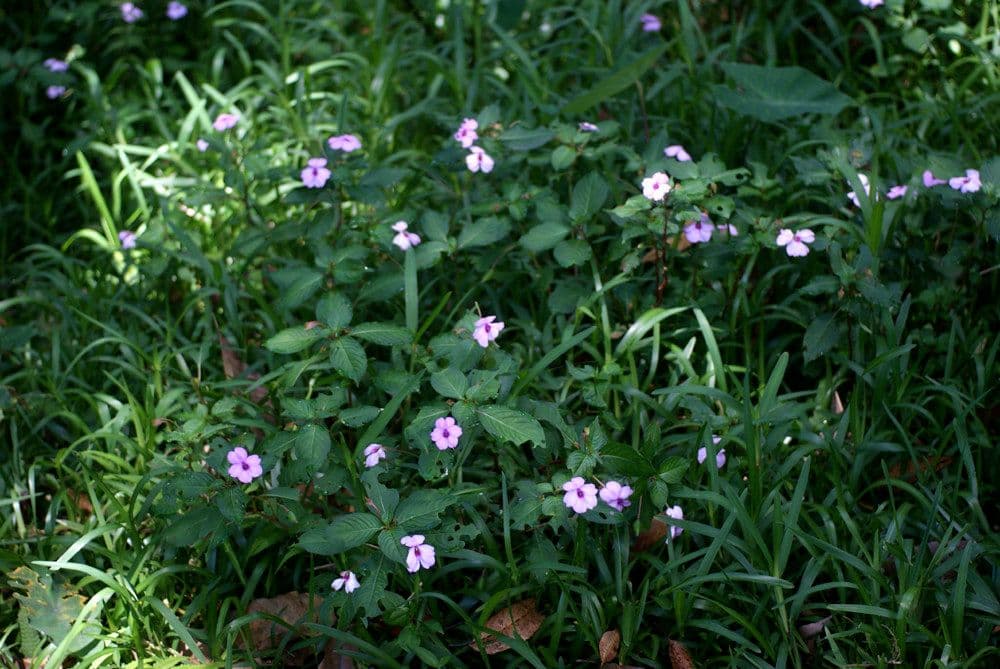 Springkraut 12