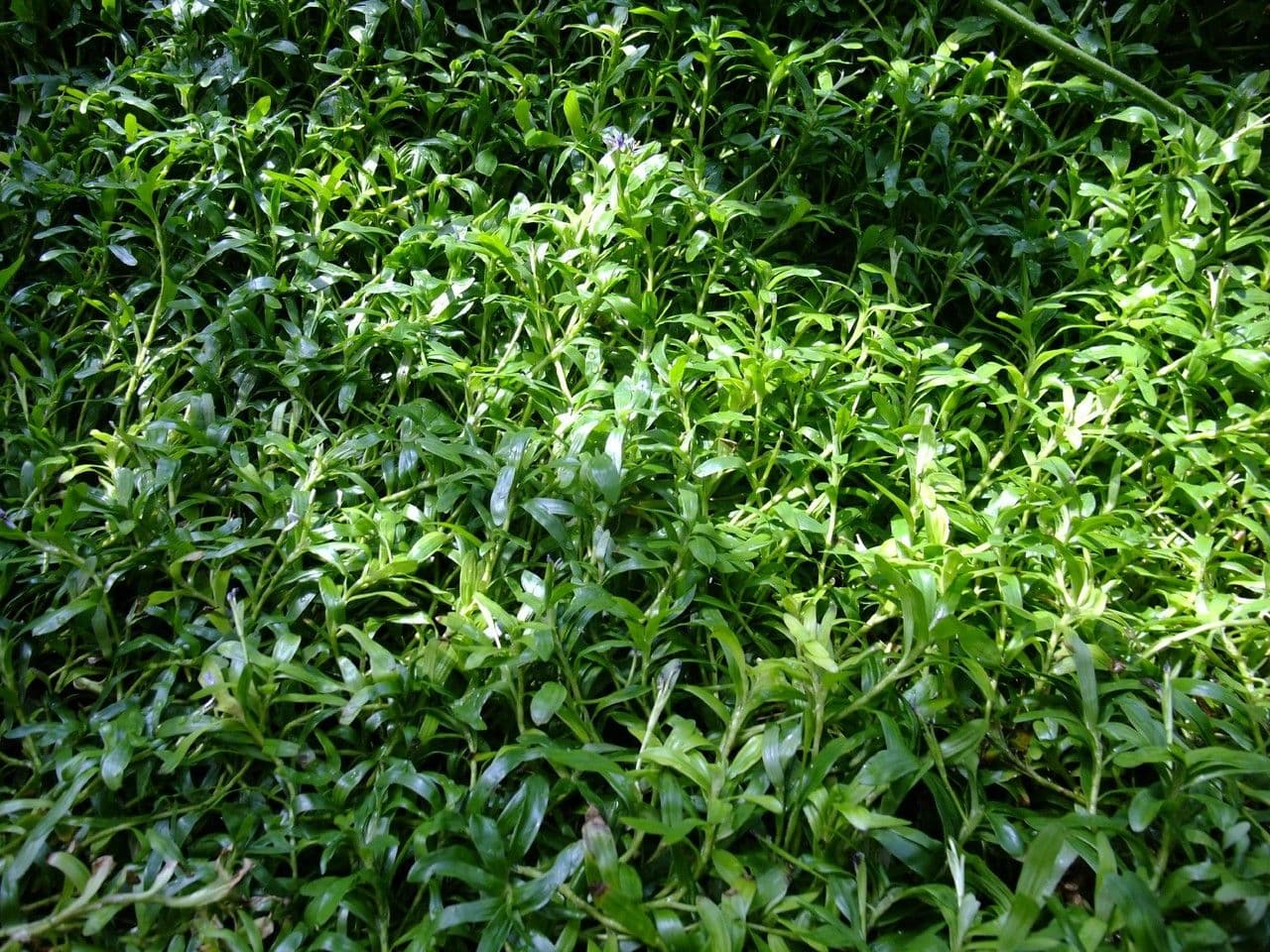 Hierba estrella 2