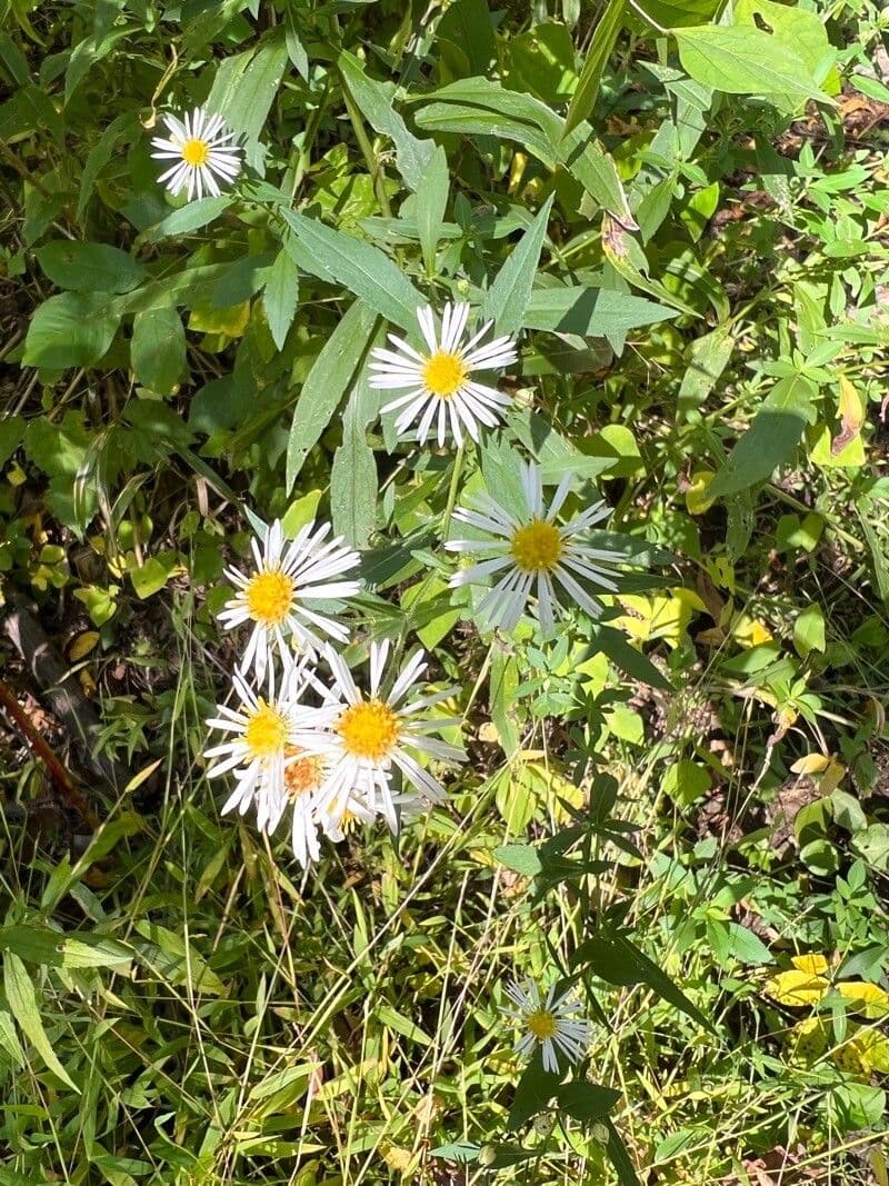 Boltonia asteroides