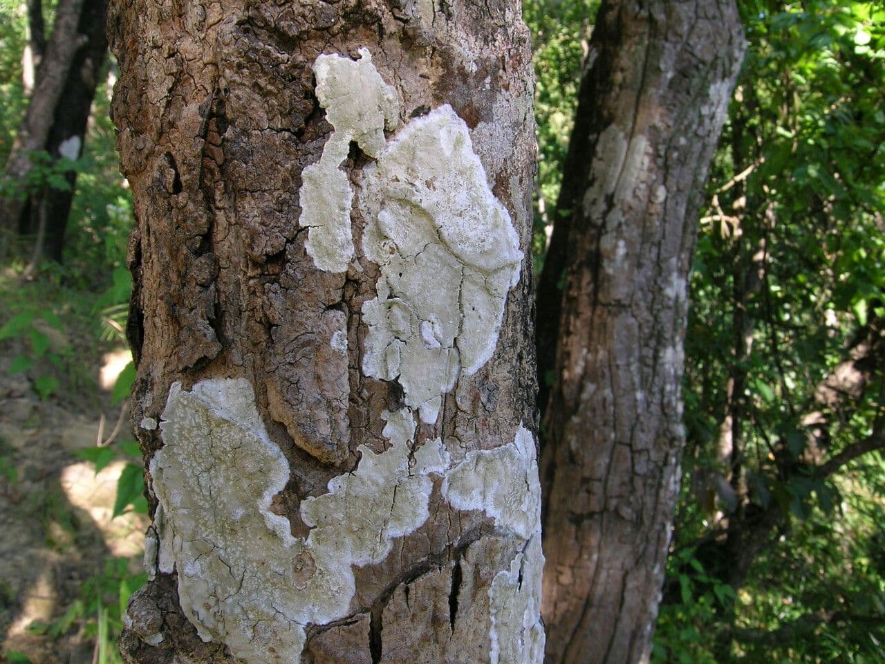Myrobalán chebulový 16
