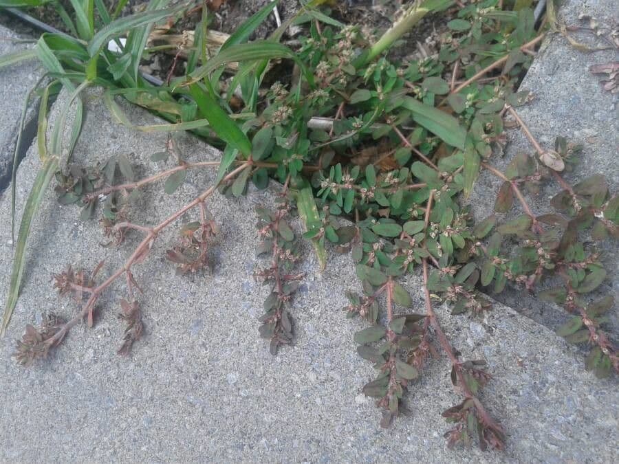 Galium murale 8