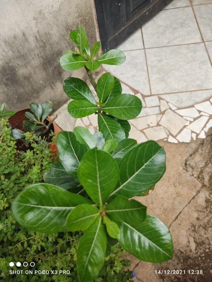 Adenium 16