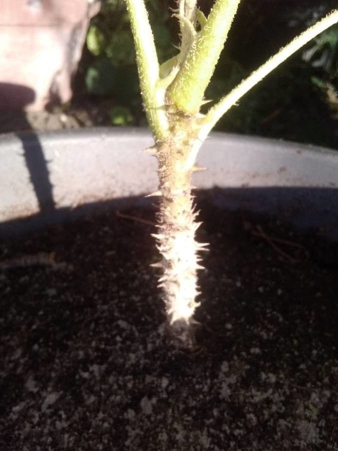 Brassaiopsis 9