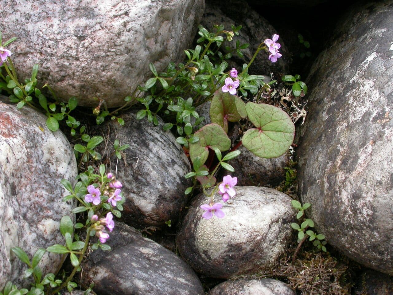 Cardamine 6