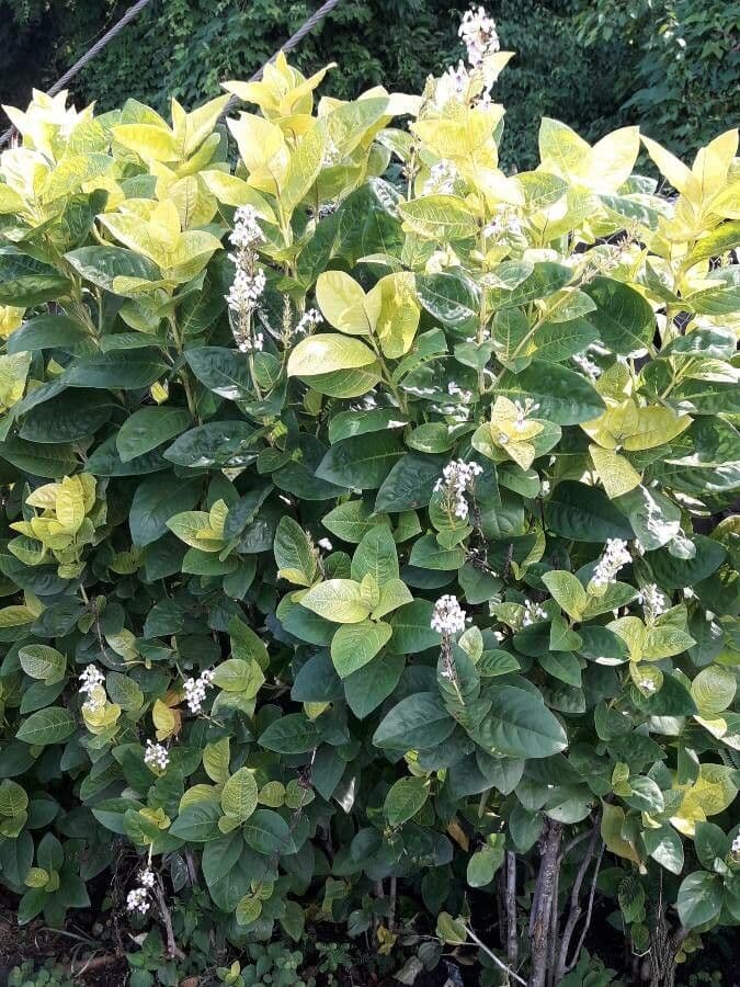 Pseuderanthemum 10