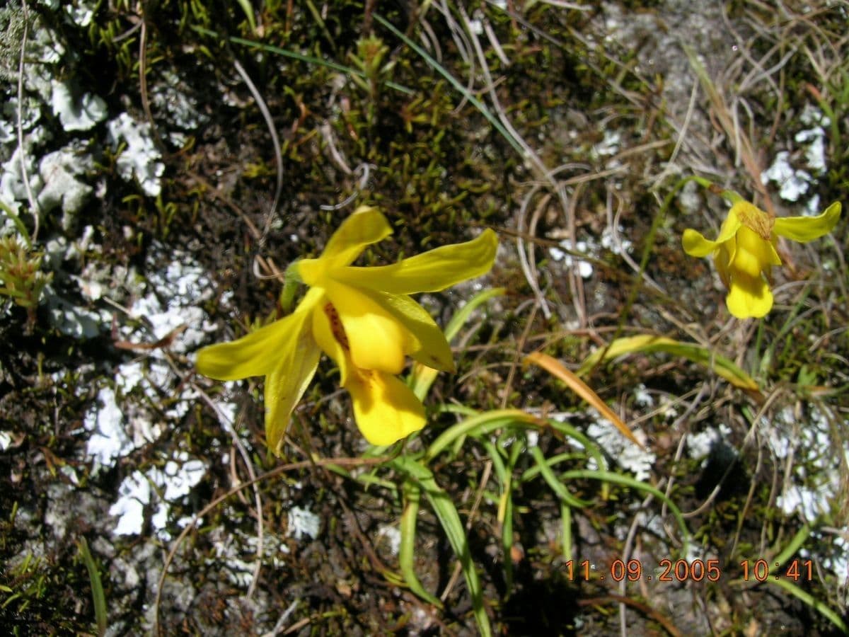 Spathoglottis 3