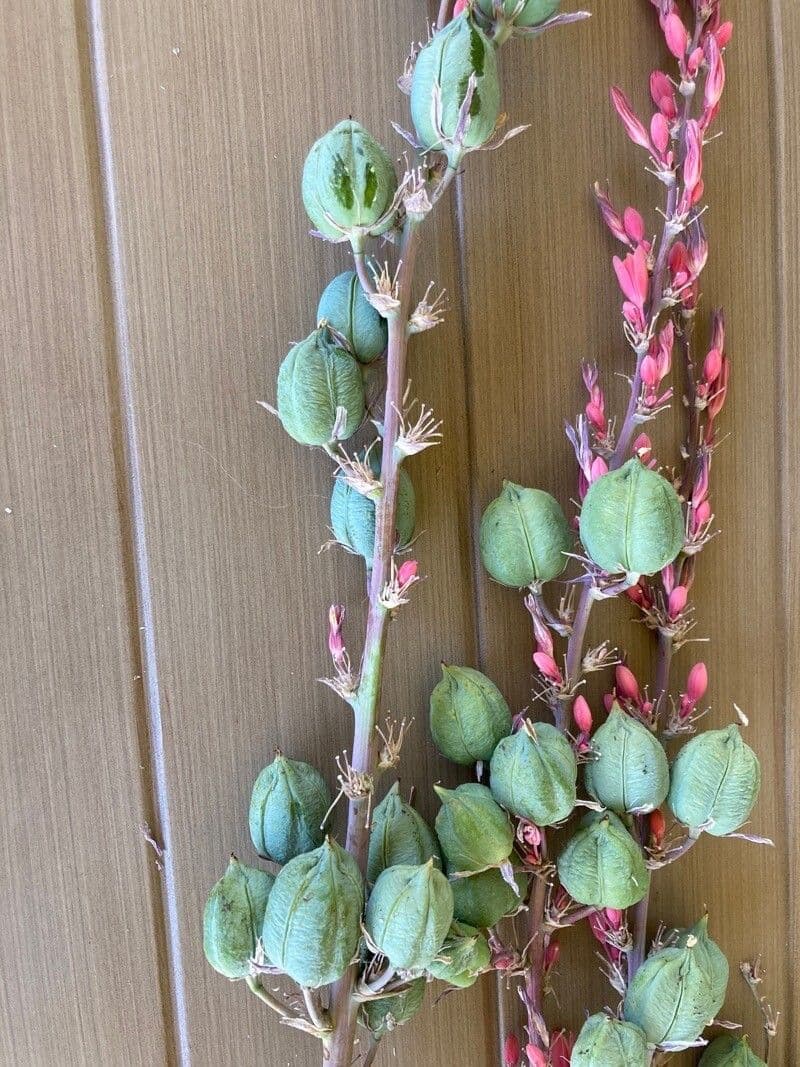 Hesperaloe 7