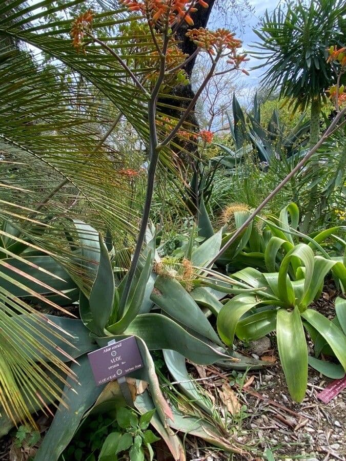 Aloe striata 9