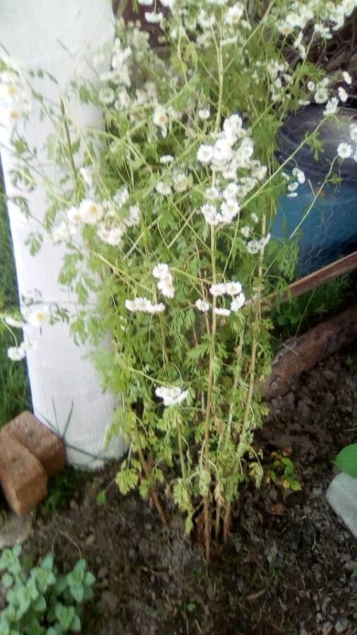 Mutterkraut 23