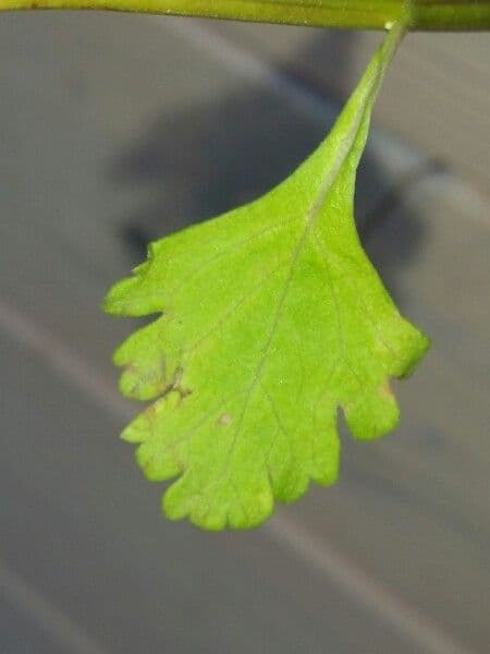 Teucrium 13