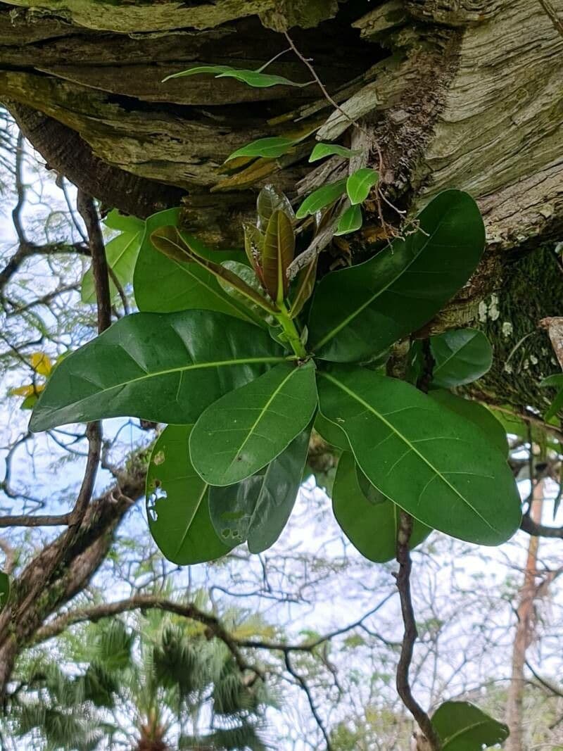 Barringtonia 16