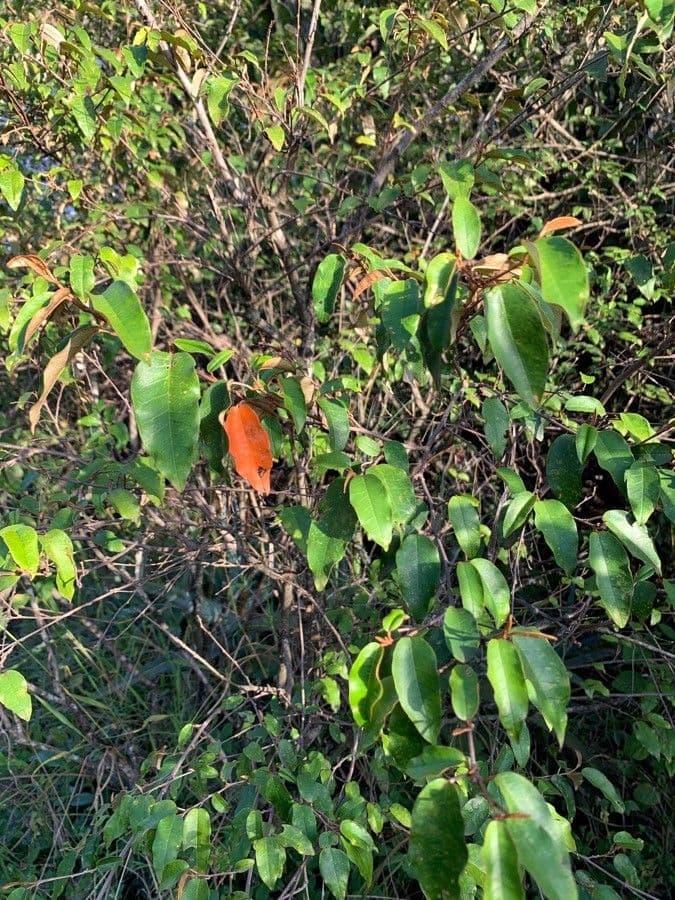 Croton dicogamo 14