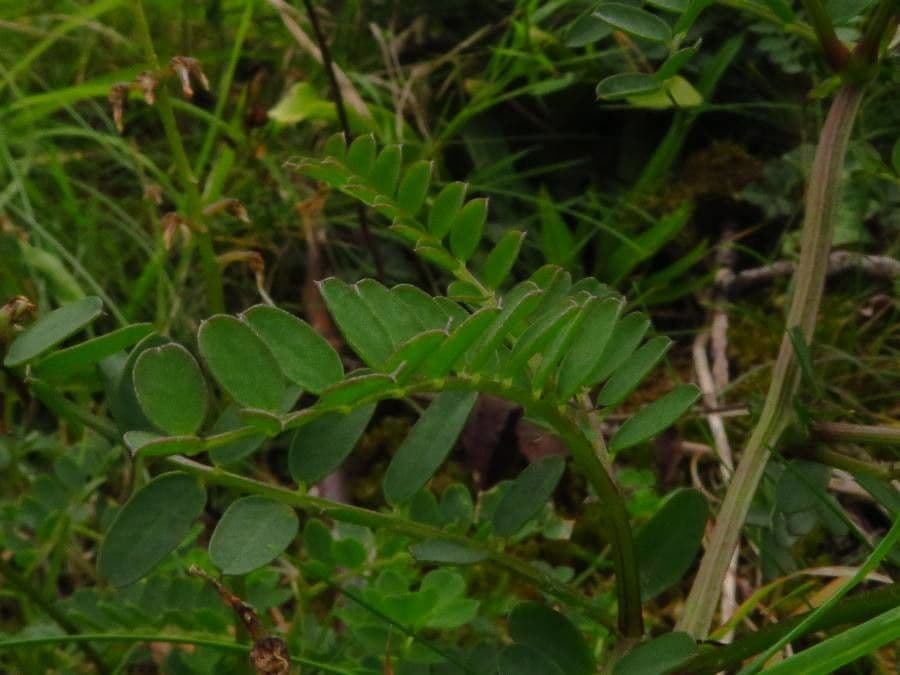 Vesce des bois 15