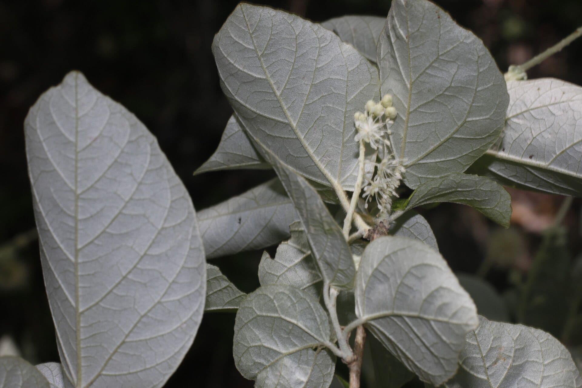 Croton 9