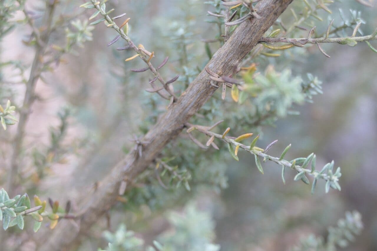 Ozothamnus 9