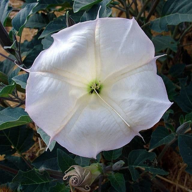 Datura di Wright 8