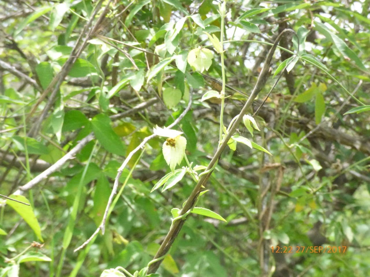 Dalechampia 7