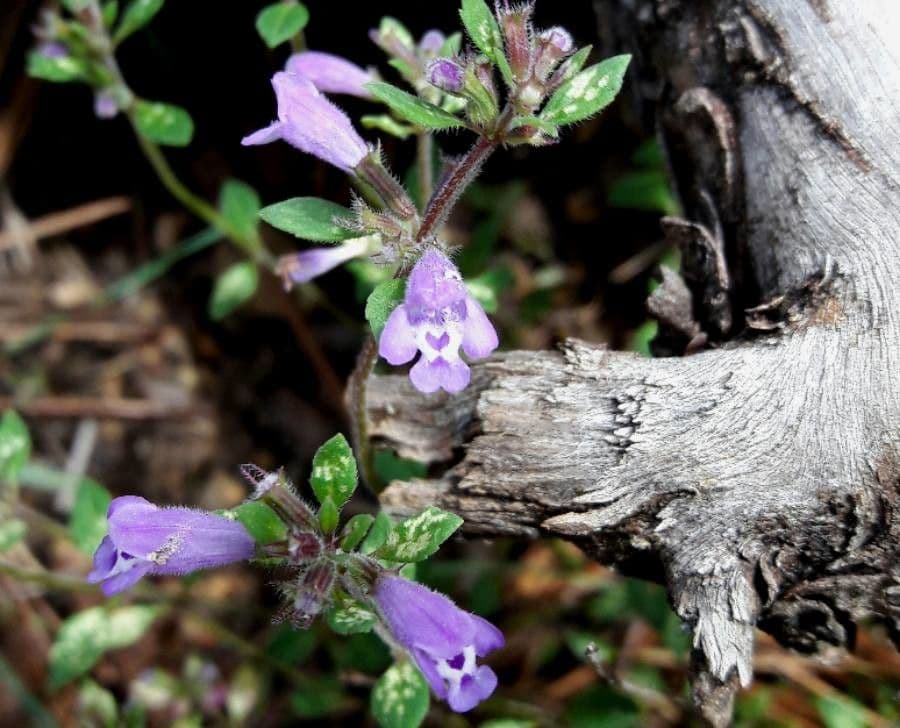 Calaminta alpina