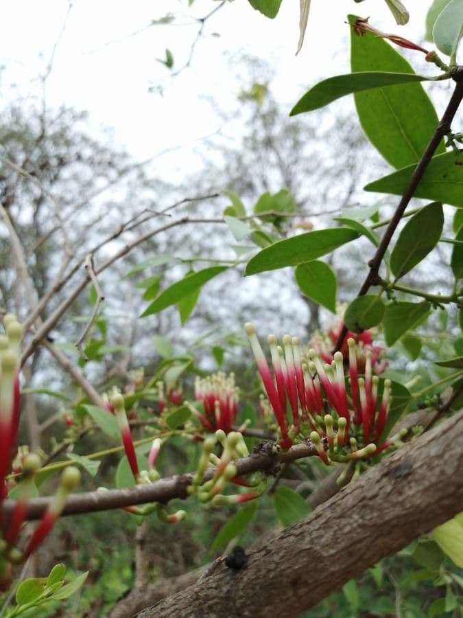 Tapinanthus 8