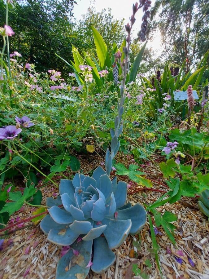 Echeveria 9