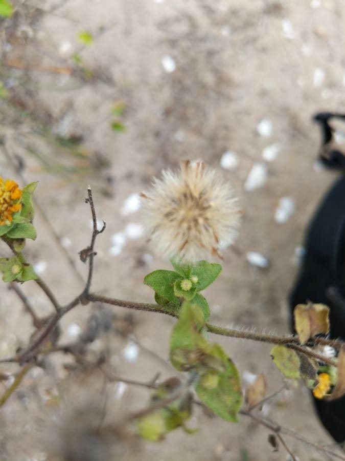 Heterotheca subaxillaris