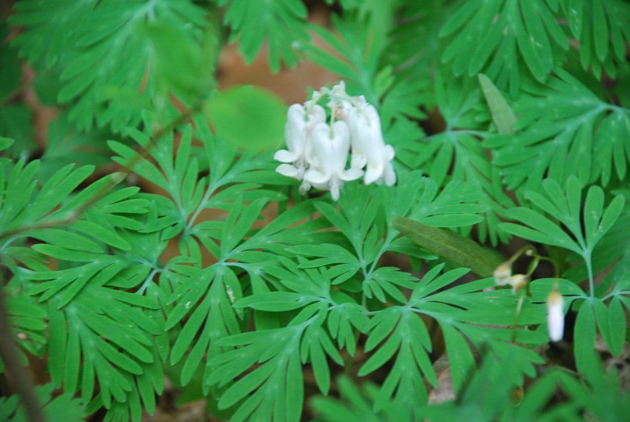 Dicentra canadese 8