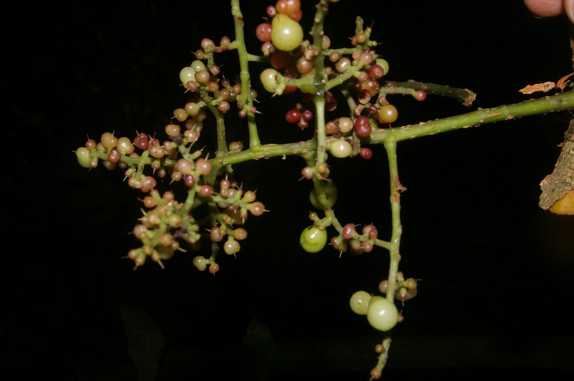 Meliosma 7