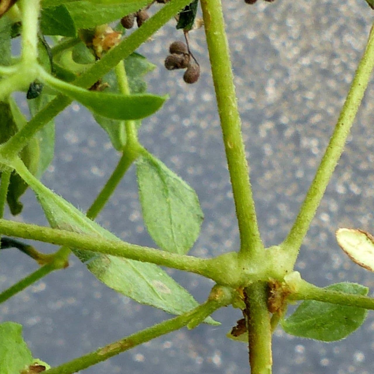 Hühnerbiss 21
